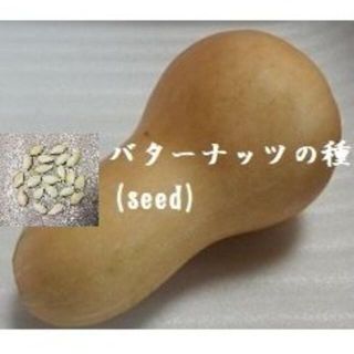 RG1220　バターナッツの種　20粒　かぼちゃ　Seed　タネ(野菜)