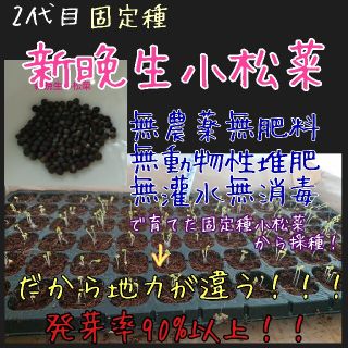 新晩生小松菜 固定種 自家採種 2代目 無農薬無肥料無消毒種子 種 種子(野菜)