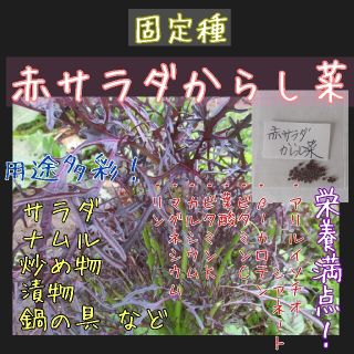 赤サラダからし菜 固定種 野菜の種 ハーブの種 水耕栽培 家庭菜園 種子 種(その他)