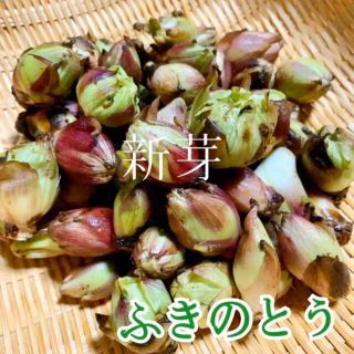 岩手県産　ふきのとう　12月21日　採取　300g(野菜)
