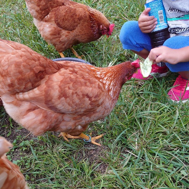 たまご卵玉子平飼い　放し飼い無洗卵　16個 　自然派 食品/飲料/酒の食品(その他)の商品写真