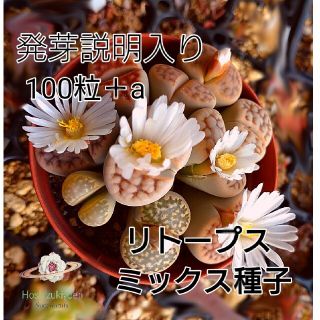 リトープス ミックス 種子 100粒 ＋a 発芽説明入り(その他)