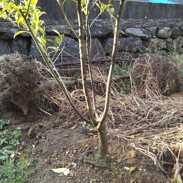 ゆずぽんずさん確認用 アオバナハイノキ株立ち