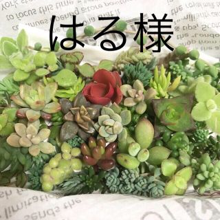 多肉植物　カット苗セットと金の成る木(その他)