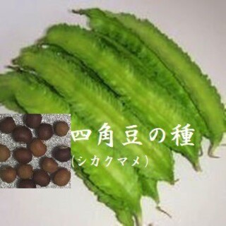 RS1222『四角豆（シカクマメ）の種　30粒』うりずん　Seed　タネ(野菜)