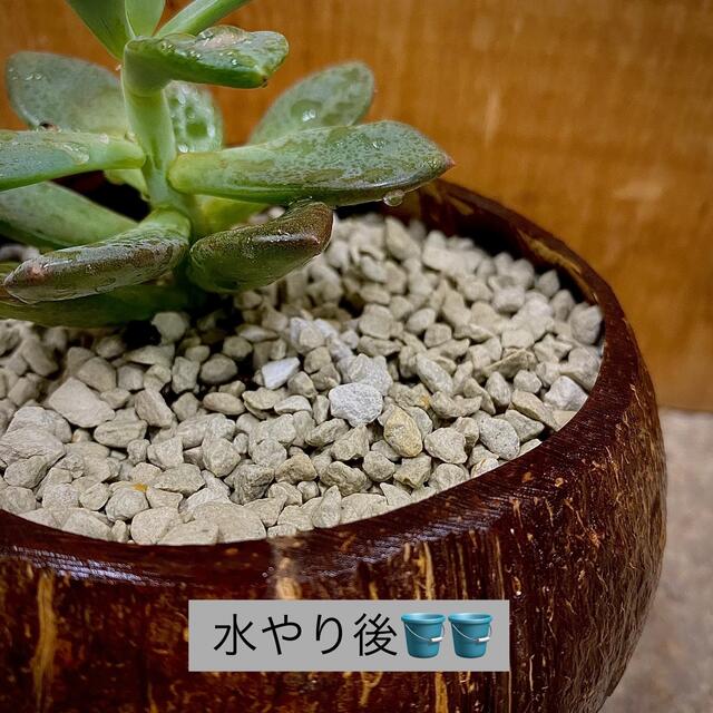 軽石 小粒 2L 多肉植物 サボテン 観葉植物土 魂根植物 植物 | www ...