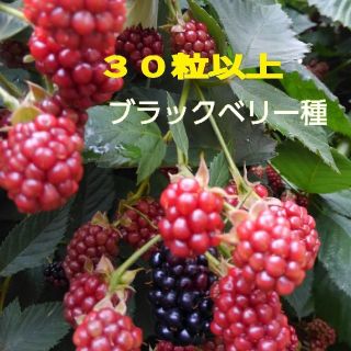 ブラックベリー種(その他)