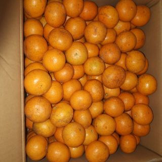 1箱限定！  蒲郡みかん 小玉10kg 送料無料 早生みかん 訳あり(フルーツ)