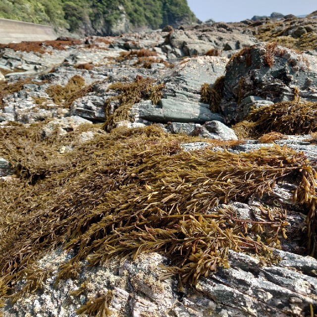 鉄釜ひじき ５パック 愛媛県佐田岬宇和海産 chateauduroi.co