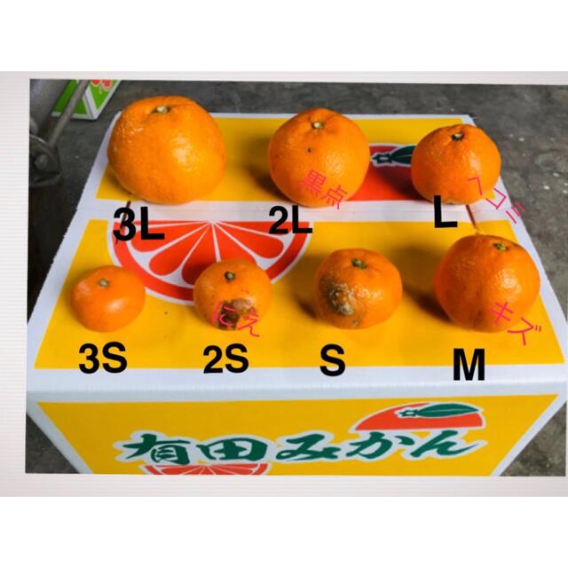 中生晩生和歌山有田みかん小さめランダム混合10キロ 食品/飲料/酒の食品(フルーツ)の商品写真