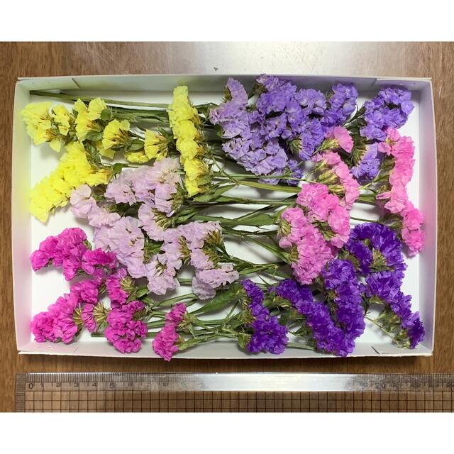 送料込400円 全6色スターチス花房 ハンドメイドのフラワー/ガーデン(ドライフラワー)の商品写真