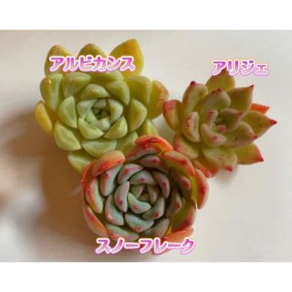 多肉植物 カット苗(その他)