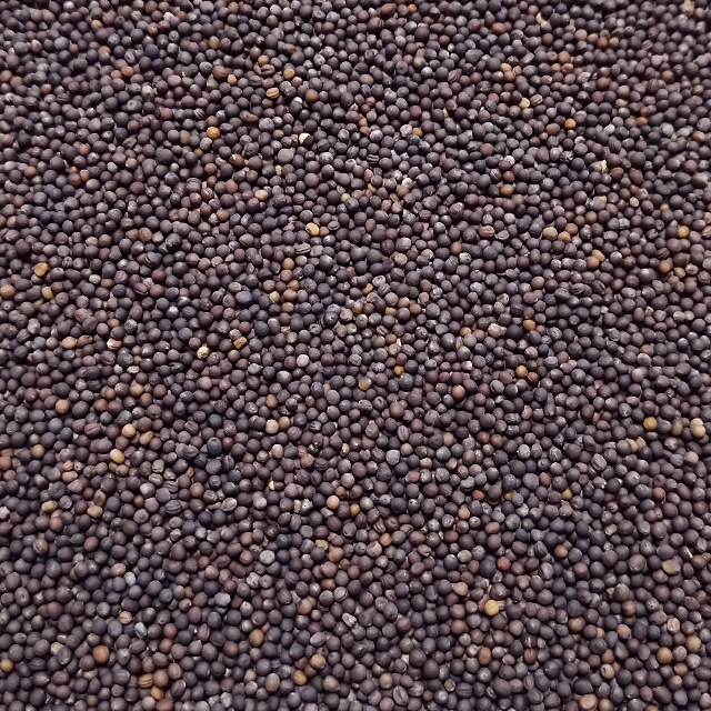 ベビーリーフ種子 B-08 縮緬グリーンケール 2.5ml 約610粒 x 2袋 食品/飲料/酒の食品(野菜)の商品写真