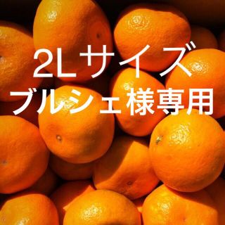 農家直送⭐︎完熟みかん10kg⭐︎優品(フルーツ)