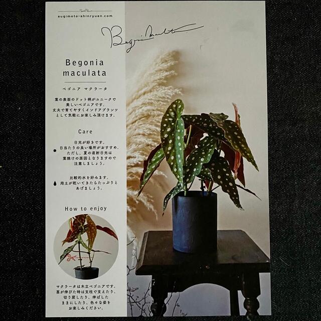 入荷しました！ベゴニア・マクラータ 1ポット　※送料込み ハンドメイドのフラワー/ガーデン(その他)の商品写真