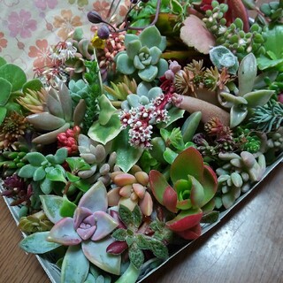 多肉植物 カット苗25種類 箱にいっぱい！(その他)