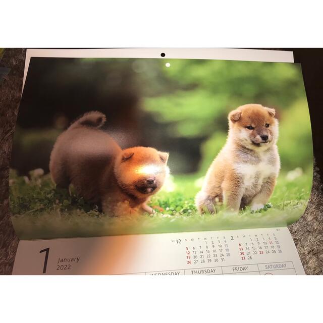 ソニー生命保険の2022年 ゆかいな子犬たち カレンダー インテリア/住まい/日用品の文房具(カレンダー/スケジュール)の商品写真