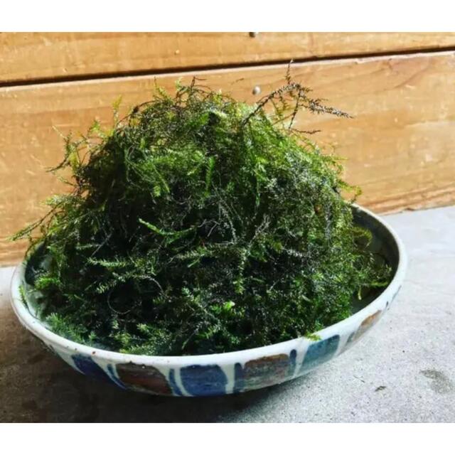 大盛 天然ウィローモス 国産無農薬 50gの通販 By Hirokee ラクマ 大盛 天然ウィローモス 国産無農薬 50gの通販 By Hirokee ラクマ