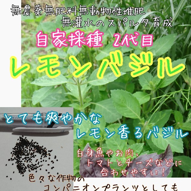 レモンバジル 自家採種 2代目 種子 種 ハーブの種 家庭菜園 無農薬 食品/飲料/酒の食品(野菜)の商品写真