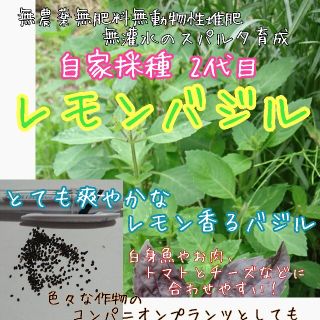 レモンバジル 自家採種 2代目 種子 種 ハーブの種 家庭菜園 無農薬(野菜)