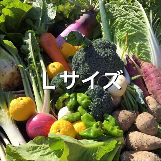 野菜BOX  Lサイズ 食品/飲料/酒の食品(野菜)の商品写真