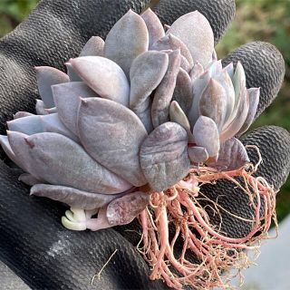 売却済み。3/13レイナ(抜き苗)多肉植物