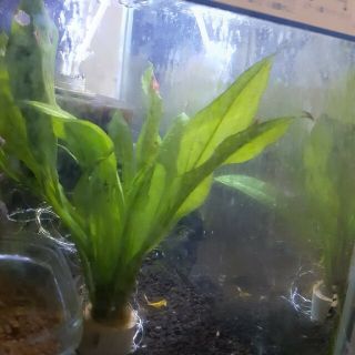 水草セット＋水草その前に❗(アクアリウム)