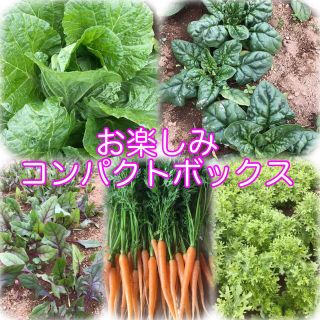 野菜　コンパクトボックス　詰め合わせ(野菜)