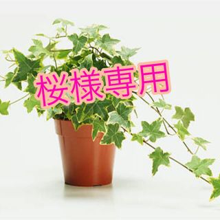 アイビー　観葉植物(プランター)