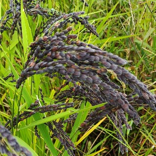 古代米・種籾用稲穂2500粒(米/穀物)