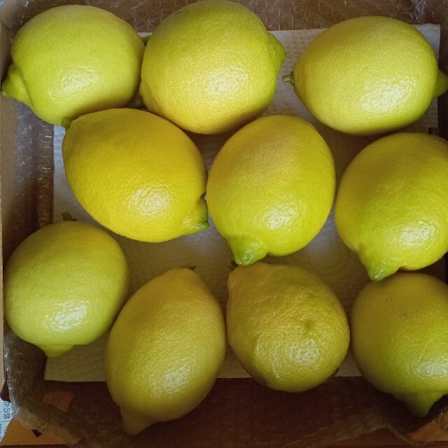 産地直送！（無農薬）レモン１.５kg 食品/飲料/酒の食品(フルーツ)の商品写真
