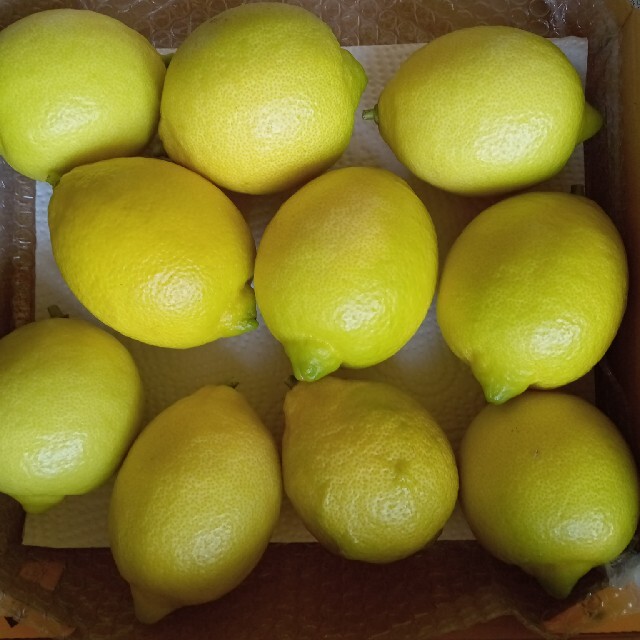 産地直送！（無農薬）レモン１.５kg 食品/飲料/酒の食品(フルーツ)の商品写真