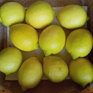 産地直送！（無農薬）レモン１.５kg(フルーツ)