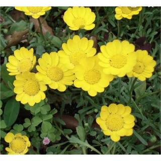 開花中♪ 花期が長く✣花数が多く✧明るい黄色の花クリサンセマム ムルチコーレ苗(プランター)