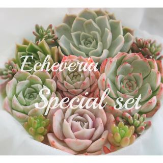 【お買い得！！】多肉植物　エケベリア　＊  Special set  ＊(その他)