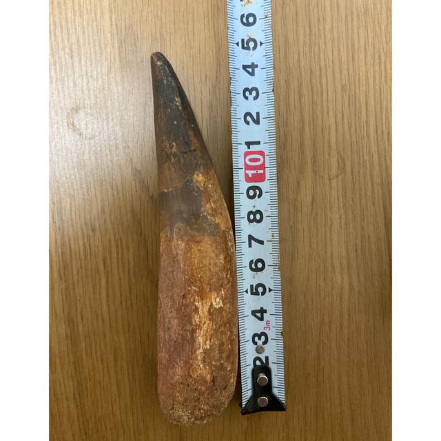 【最終値下げ】149mm スピノサウルスの歯