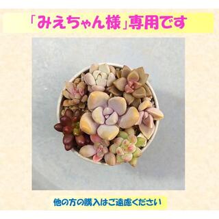 多肉植物 【0733】  カラフル多肉８種セット(その他)