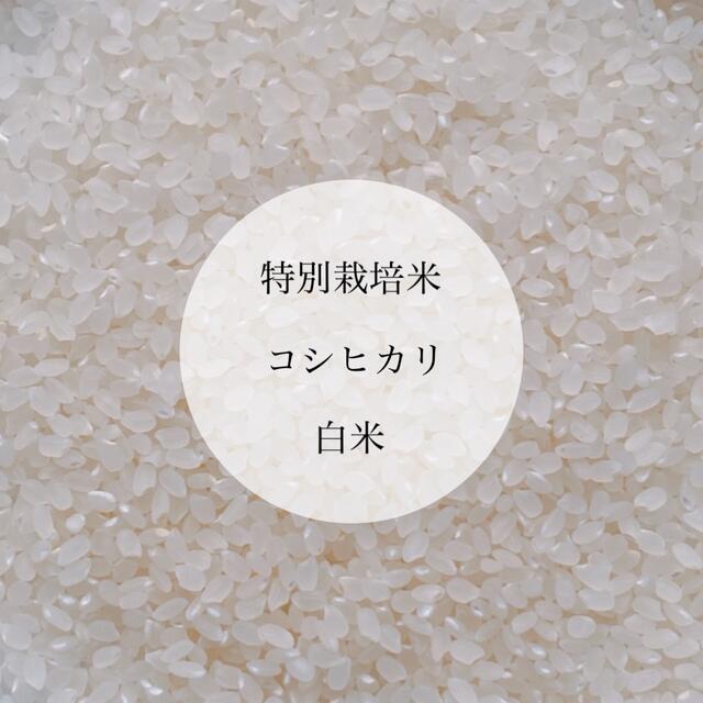 有機肥料100%　コシヒカリの通販　ご予約】令和3年　あぐり佐野　特別栽培米　精米5kg　by　減農薬　自然栽培米＊特別栽培米｜ラクマ