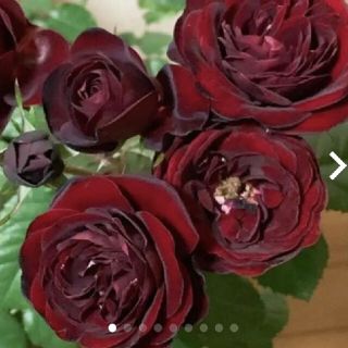 黒薔薇 ラバグルート ラバグルト☆四季咲き☆薔薇苗☆バラ☆赤黒薔薇