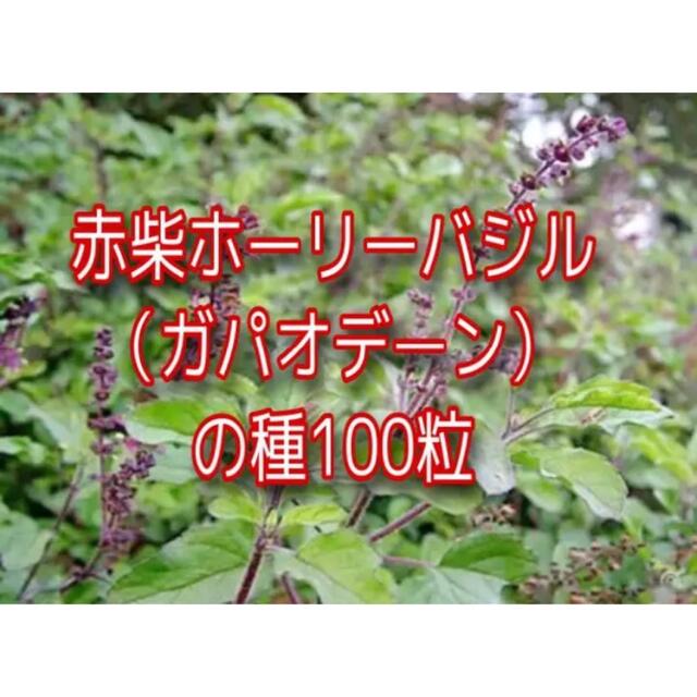 赤紫ホーリーバジルの種100粒の通販 By ナナ ラクマ