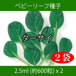 ベビーリーフ種子 B-26 ターサイ 2.5ml 約600粒 x 2袋(野菜)