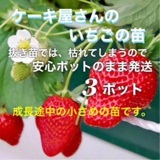 いちご苗 3ポット 無農薬　(小さめ)(その他)