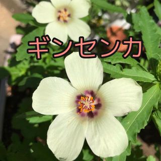 ギンセンカ　銀銭花　種　50粒　増量しました(その他)