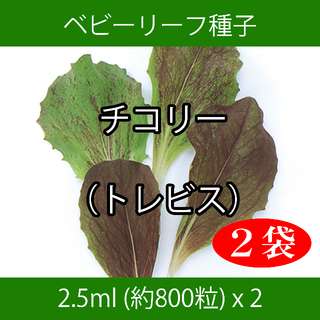 ベビーリーフ種子 B-12 チコリー（トレビス） 2.5ml x 2袋(野菜)