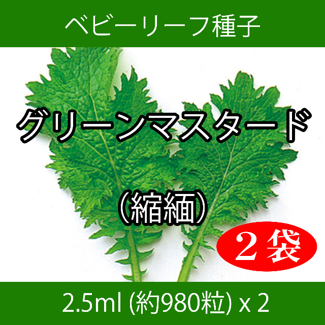 ベビーリーフ種子 B-32 グリーンマスタード（縮緬） 2.5ml x 2袋 食品/飲料/酒の食品(野菜)の商品写真