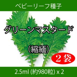 ベビーリーフ種子 B-32 グリーンマスタード（縮緬） 2.5ml x 2袋(野菜)
