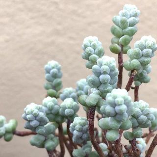 多肉植物　レアセダム　木立性ブレビフォリウム　カット苗(その他)