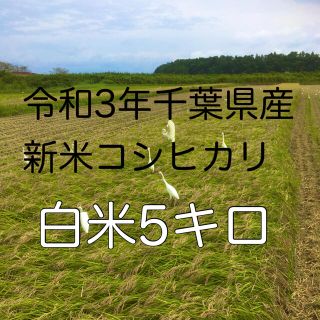 令和3年新米コシヒカリ白米5キロ(米/穀物)