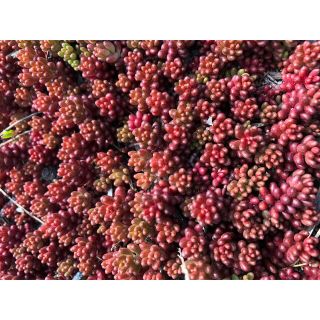 赤く紅葉する多肉植物　コーラルカーペット　70苗 即購入歓迎(その他)