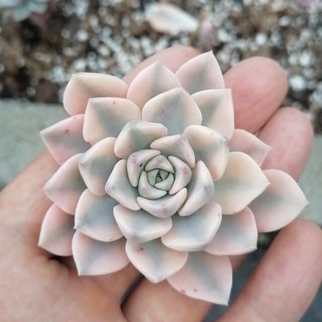 多肉植物　Echeveria Pretty in Pink錦